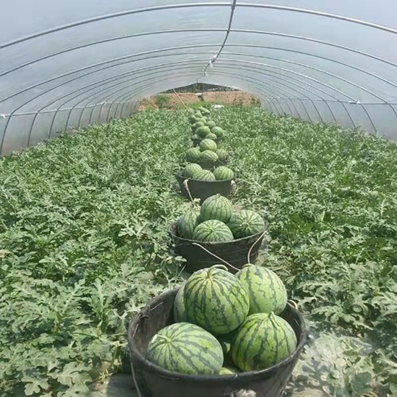 江苏一手货源美都西瓜价格美丽整车有货量大从优欢迎询价