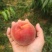 毛桃品质保证服务周到产地直发价格美丽欢迎联系沟通