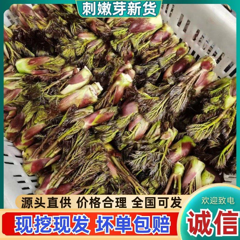 野生的刺嫩芽新鲜上市了，品质保证，量大从优，欢迎咨询