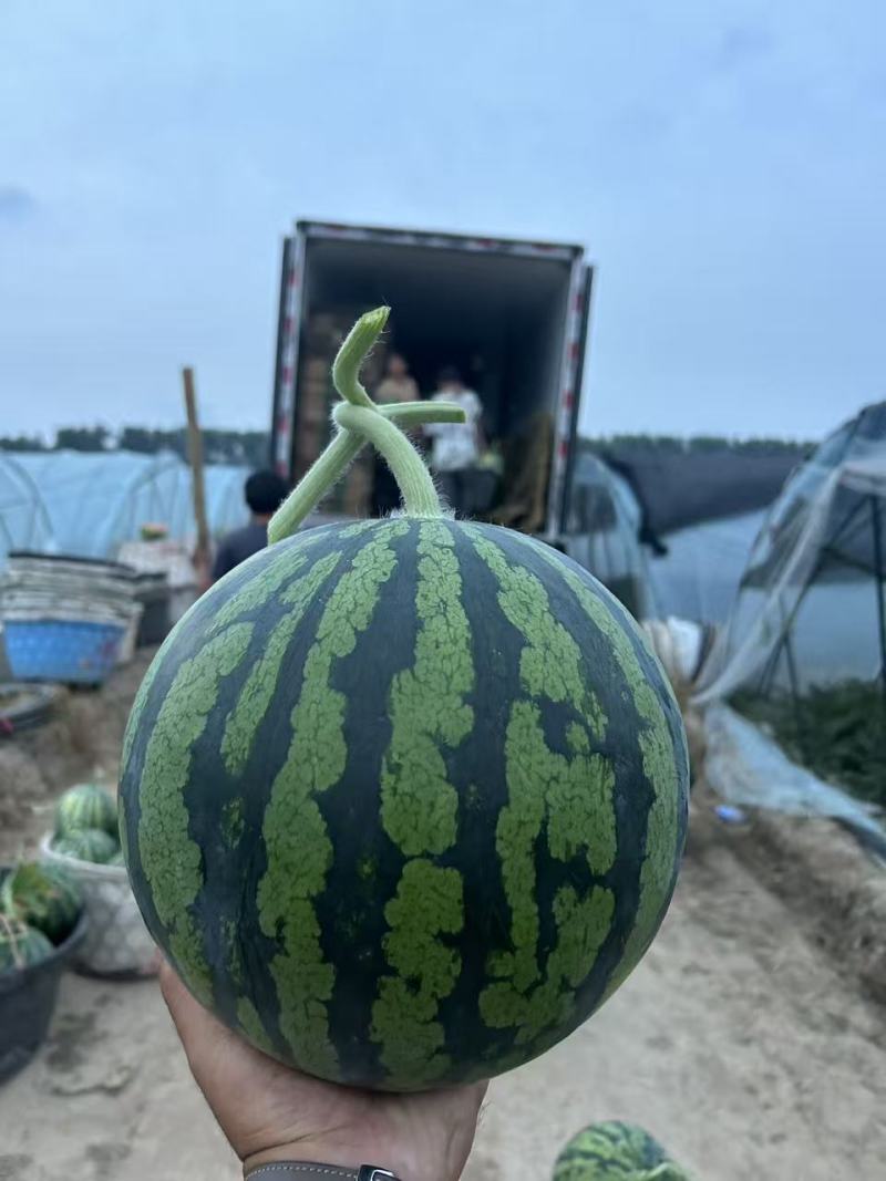 江苏无籽美都西瓜对接全国量大从优价格美丽质量好欢迎询价