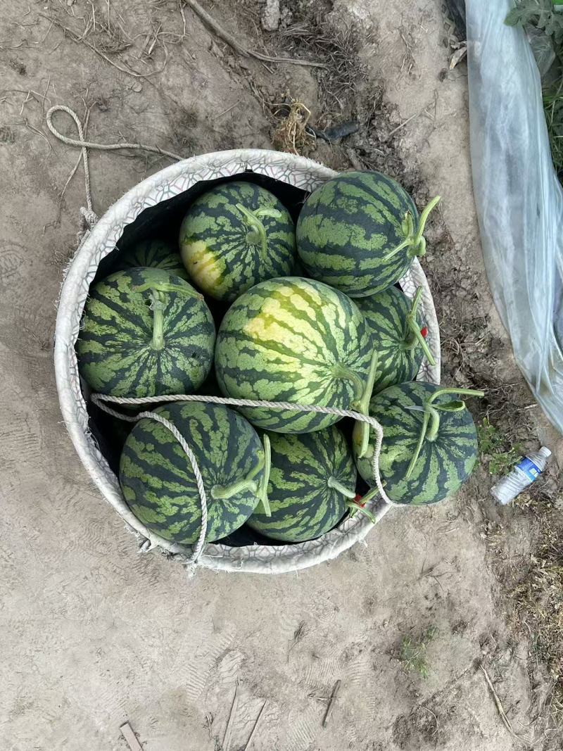 江苏无籽美都西瓜对接全国量大从优价格美丽质量好欢迎询价