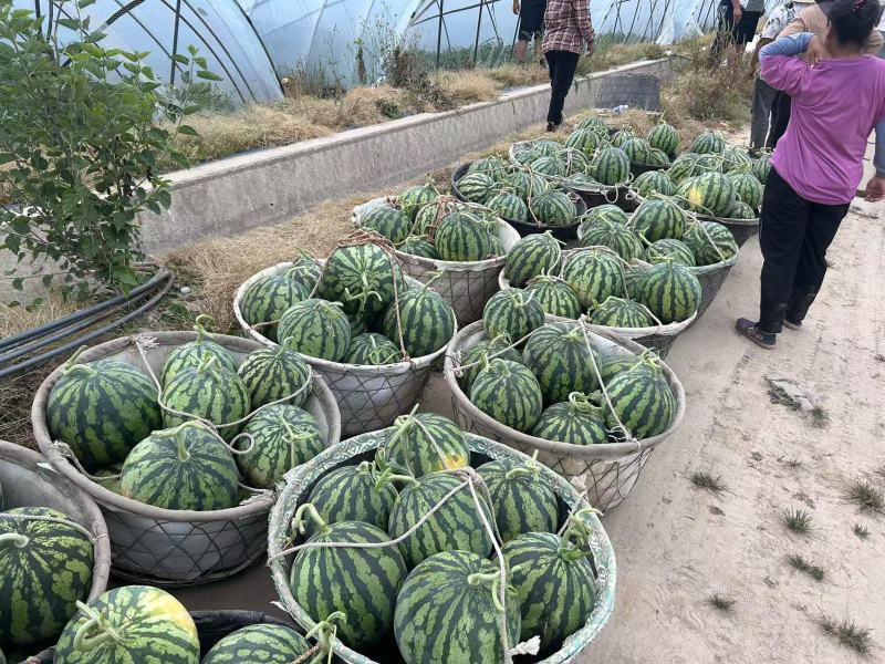 江苏无籽美都西瓜对接全国量大从优价格美丽质量好欢迎询价