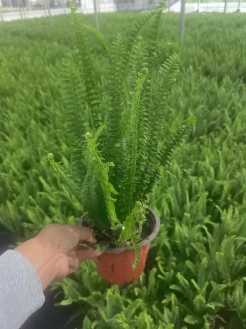 优质肾蕨/产地直发/基地直销/保质保量/