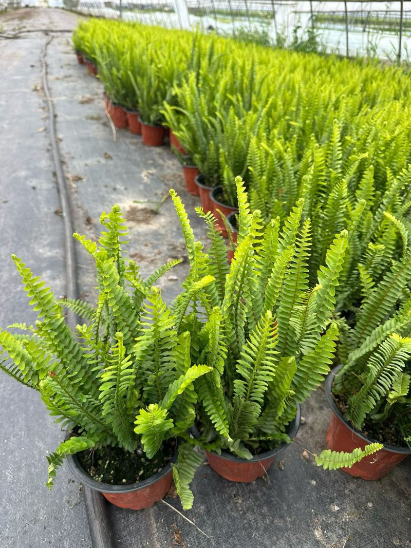 优质肾蕨/产地直发/基地直销/保质保量/