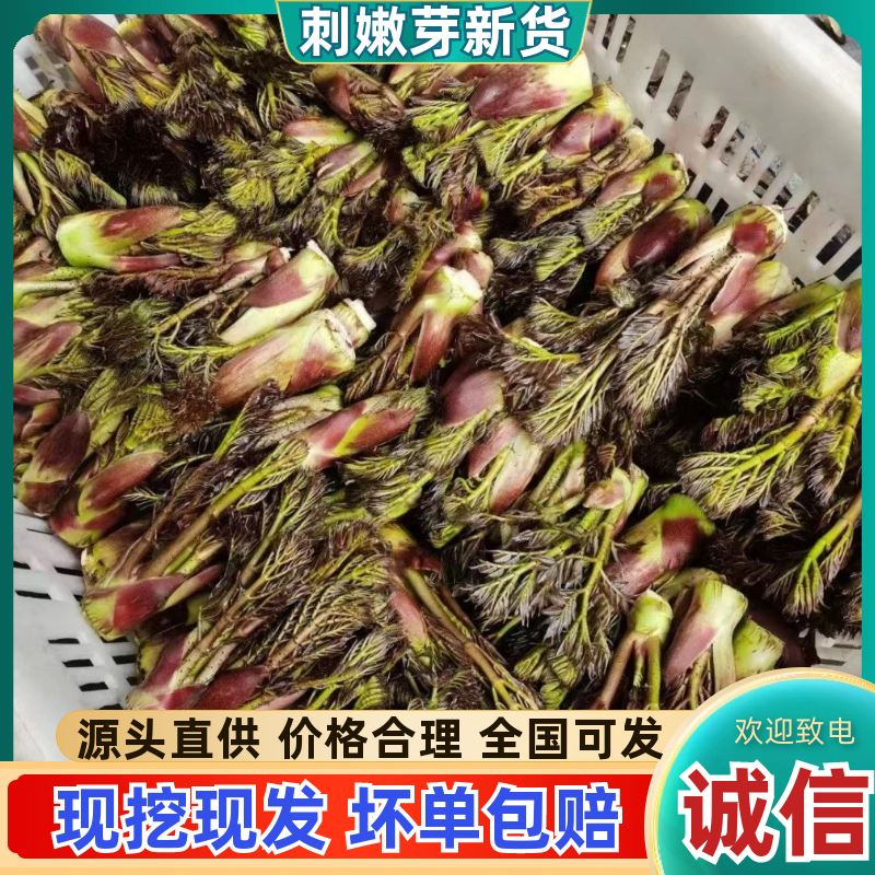 精品野生刺嫩芽质量保证量大从优欢迎咨询
