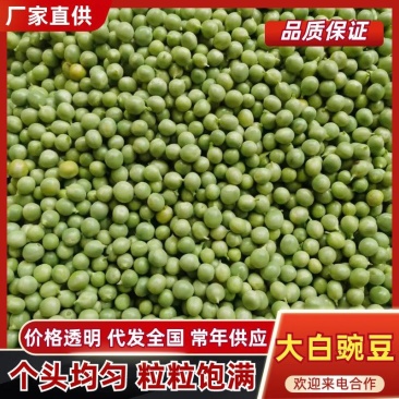新鲜大白豌豆上市，对接市场，档口电商，品质保障，量大从优