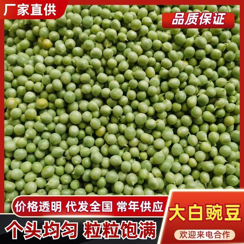 新鲜大白豌豆上市，对接市场，档口电商，品质保障，量大从优