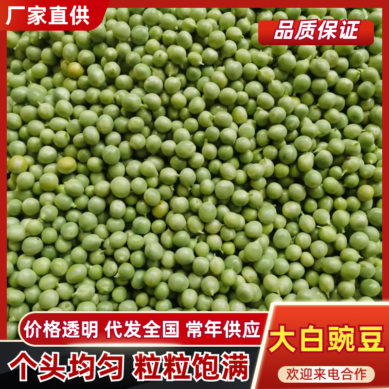 新鲜大白豌豆上市，对接市场，档口电商，品质保障，量大从优