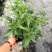 萨利芳鼠尾草/产地直发/基地直销/保质保量/物美价廉