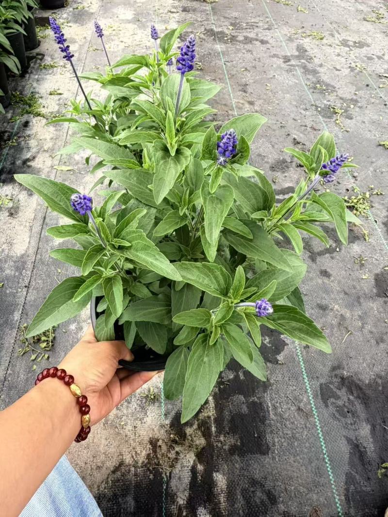 萨利芳鼠尾草/产地直发/基地直销/保质保量/物美价廉