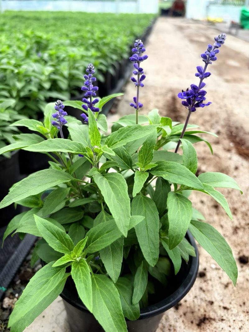 萨利芳鼠尾草/产地直发/基地直销/保质保量/物美价廉