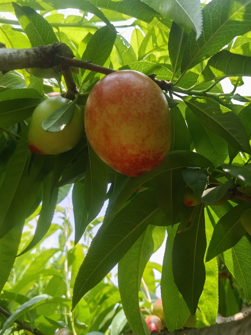 云南枣蜜桃。