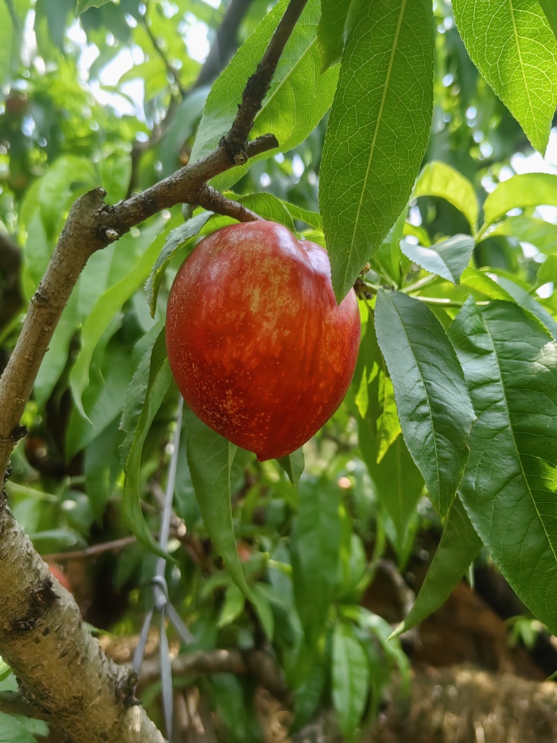 云南枣蜜桃。