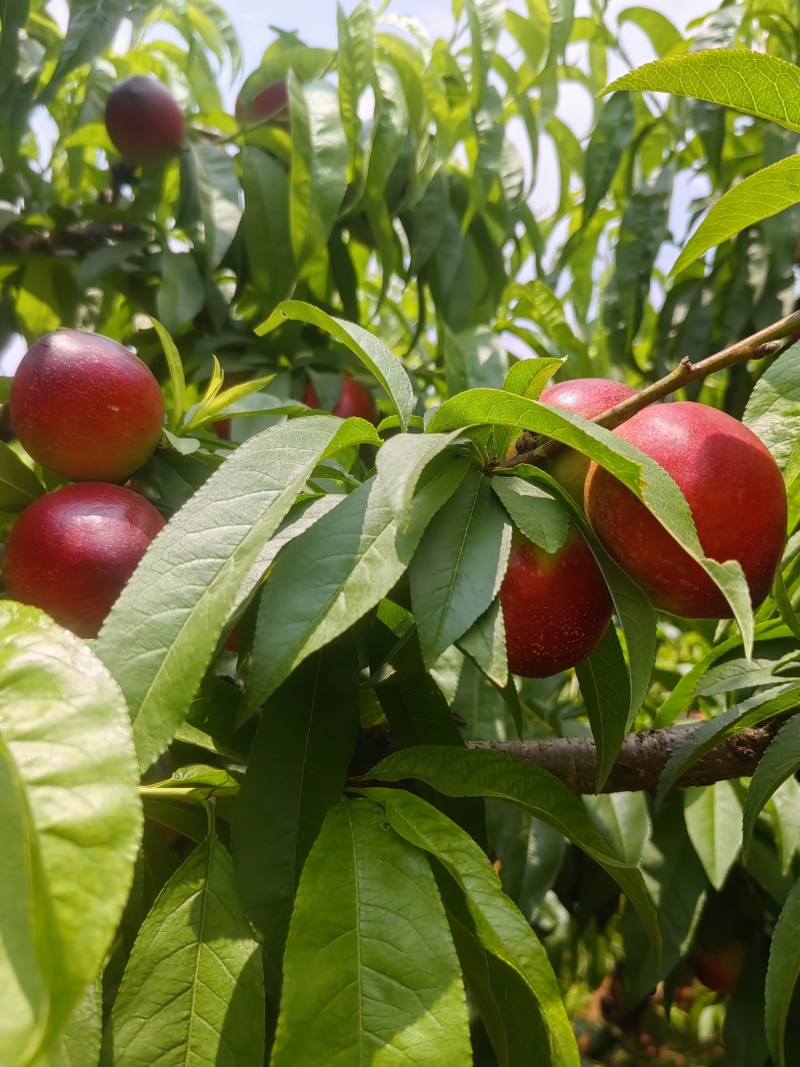 云南枣蜜桃。