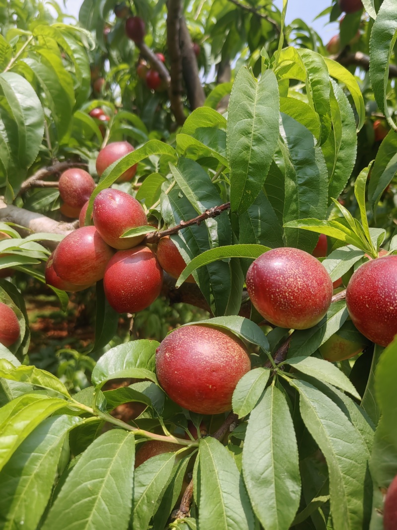 云南枣蜜桃。