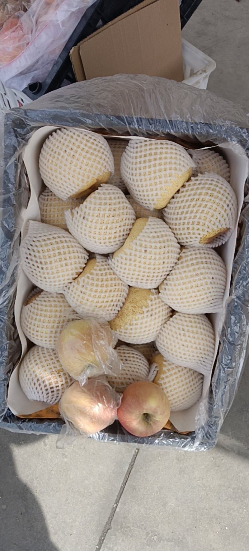 砀山梨