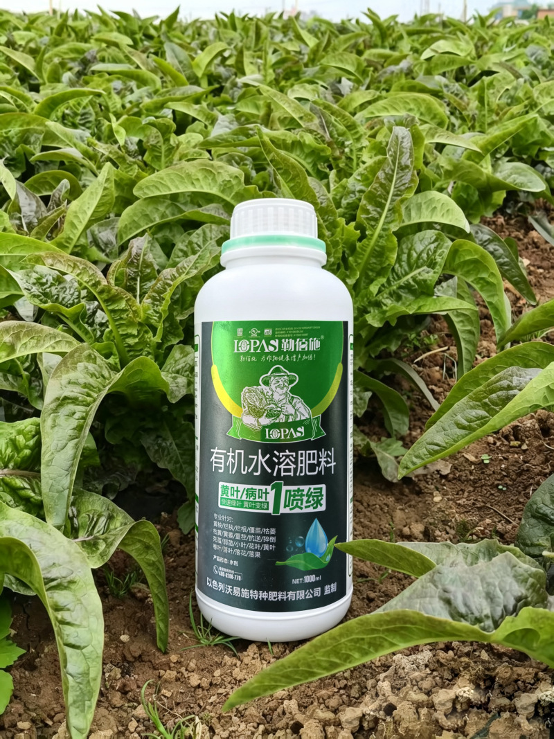 黄叶病叶一喷绿含氨基酸水溶肥料快速生根