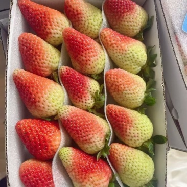 云南夏季草莓奶茶店蛋糕店冰糖葫芦专用