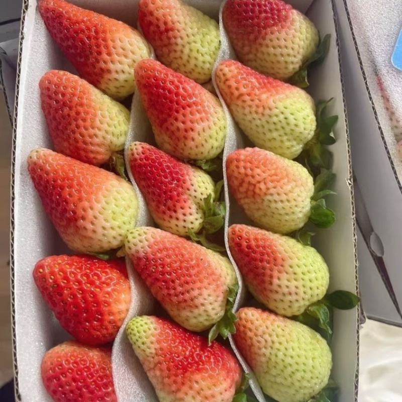 云南夏季草莓奶茶店蛋糕店冰糖葫芦专用