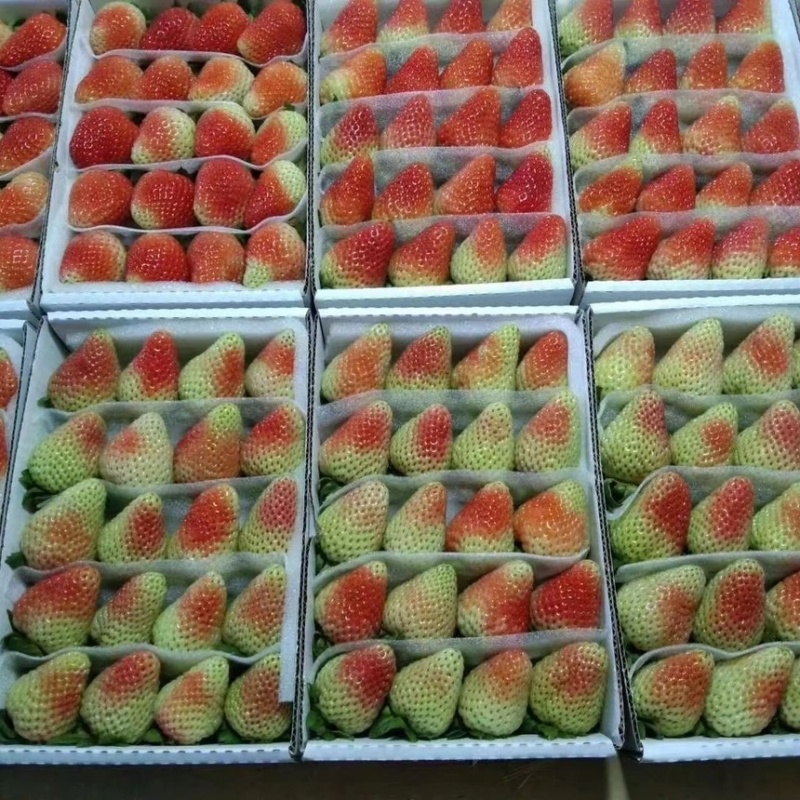 云南夏季草莓奶茶店蛋糕店冰糖葫芦专用