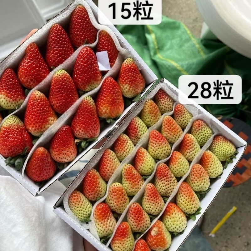 云南夏季草莓奶茶店蛋糕店冰糖葫芦专用