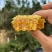 蜂巢深山野生蜂蜜纯正农家盒装天然蜂窝整块蜜蜂自产正宗百花