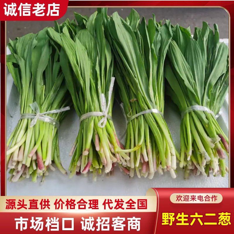 野生六二葱大量上市，对接市场档口，电商商超，量大从优