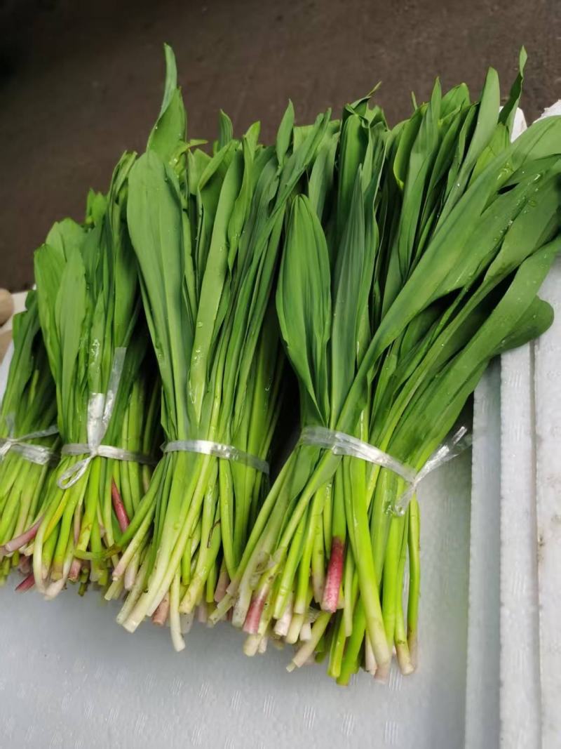 野生六二葱大量上市，对接市场档口，电商商超，量大从优