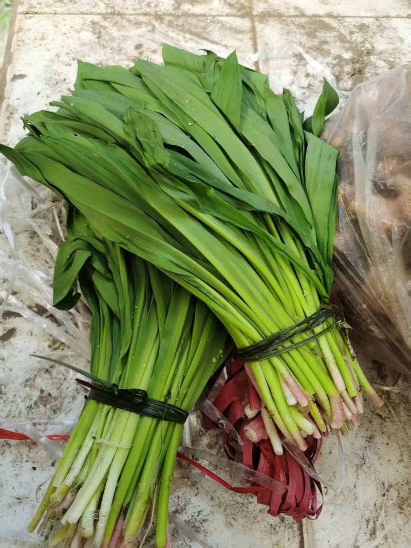 野生六二葱大量上市，对接市场档口，电商商超，量大从优