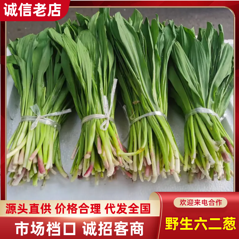 野生六二葱大量上市，对接市场档口，电商商超，量大从优