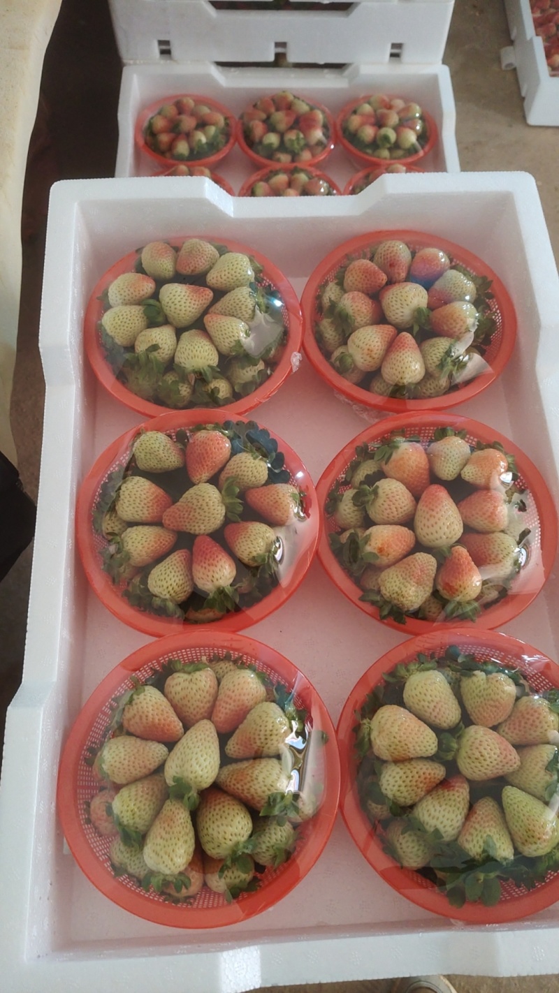 鲜甜多汁当季草莓，新鲜采摘直供，颗颗饱满，入口香甜，健康