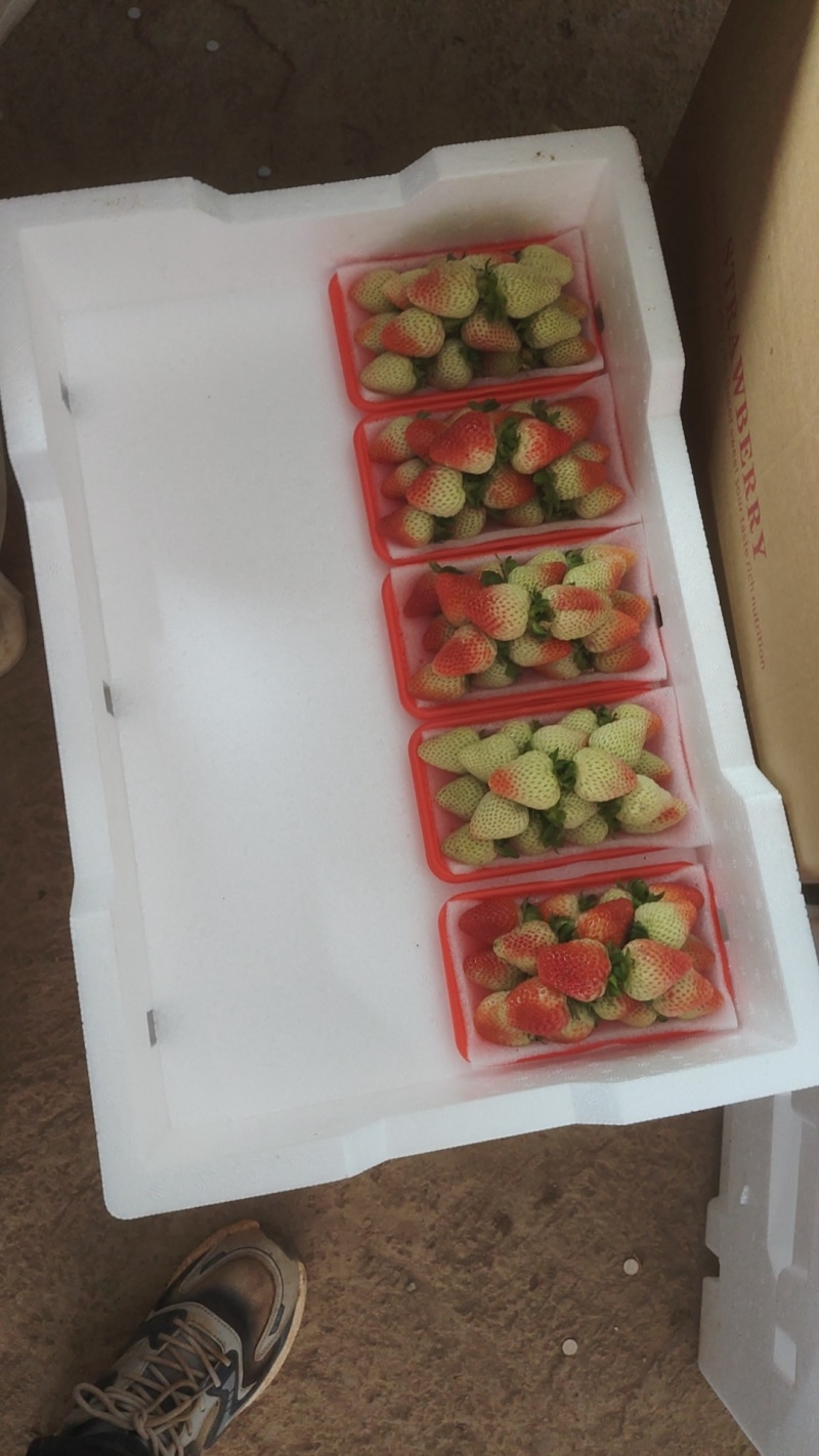 鲜甜多汁当季草莓，新鲜采摘直供，颗颗饱满，入口香甜，健康