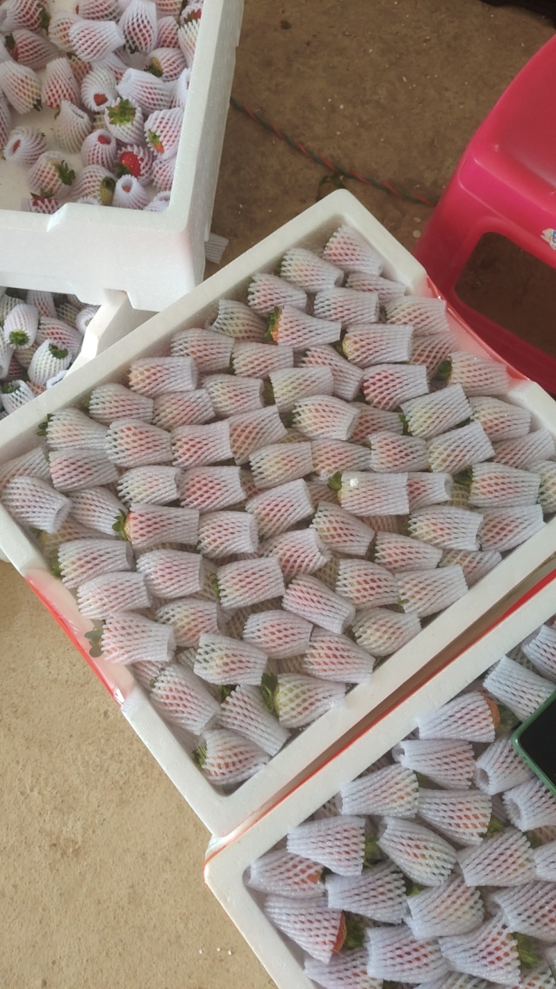 鲜甜多汁当季草莓，新鲜采摘直供，颗颗饱满，入口香甜，健康