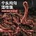 河北活体蚯蚓养殖场直发提供技术指导量大从优欢迎来电