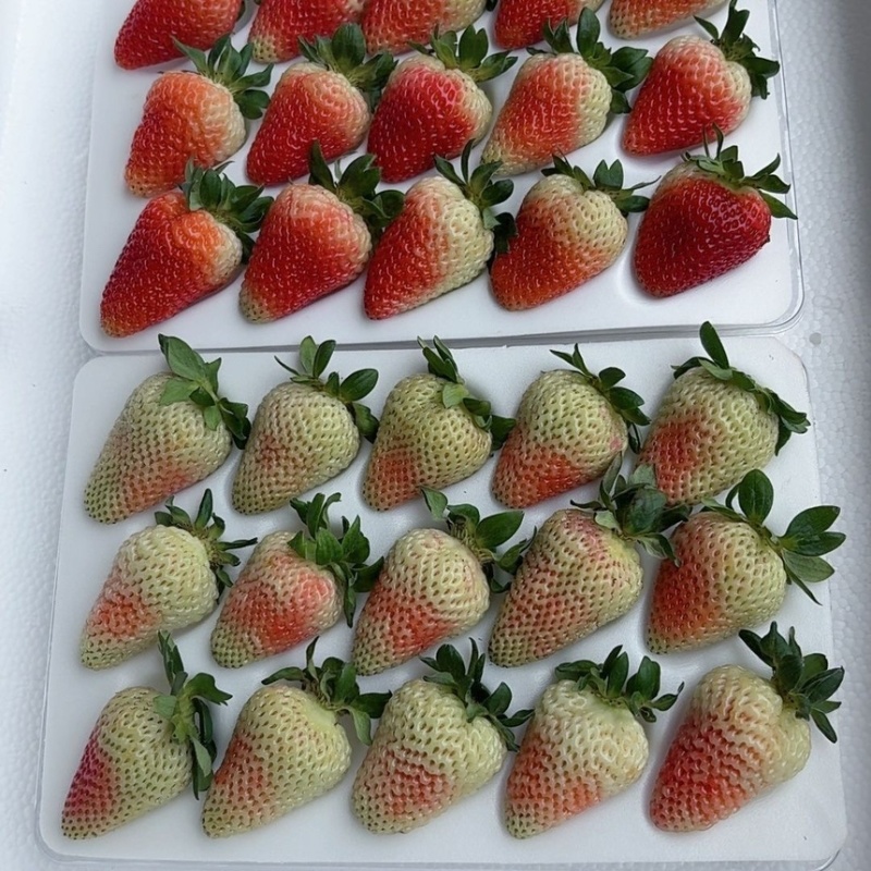 云南夏季酸草莓果皮厚耐保存