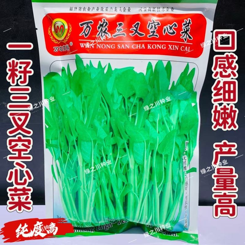 万农三叉空心菜种子高纯度一籽三叉空心菜种籽耐热通心菜种子