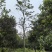20公分乌桕