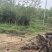 20公分乌桕