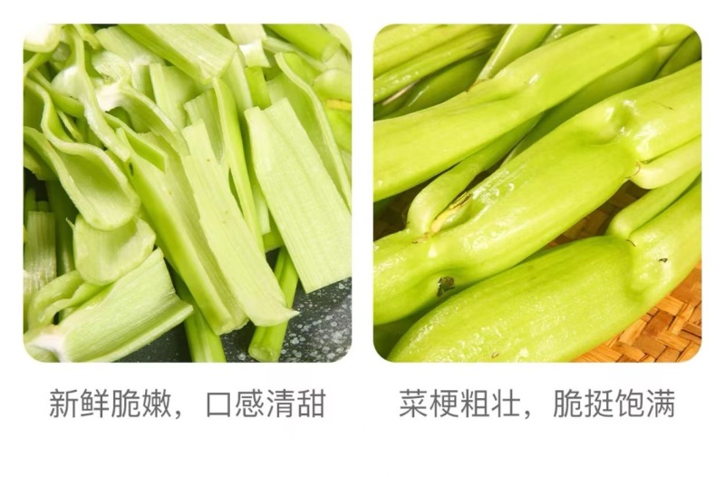 蕹叉大梗大叶空心菜种子脆嫩高产耐低温青梗空心菜种籽蕹菜种
