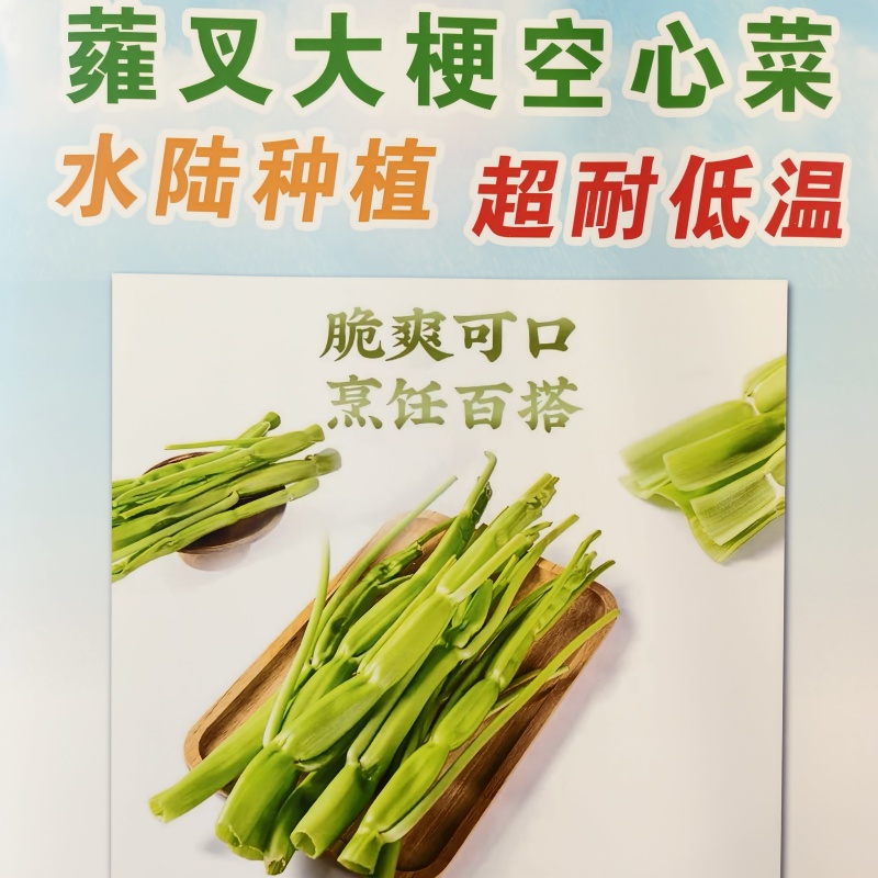 蕹叉大梗大叶空心菜种子脆嫩高产耐低温青梗空心菜种籽蕹菜种