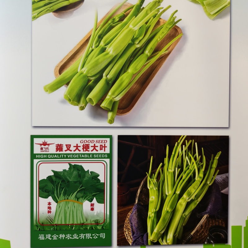 蕹叉大梗大叶空心菜种子脆嫩高产耐低温青梗空心菜种籽蕹菜种
