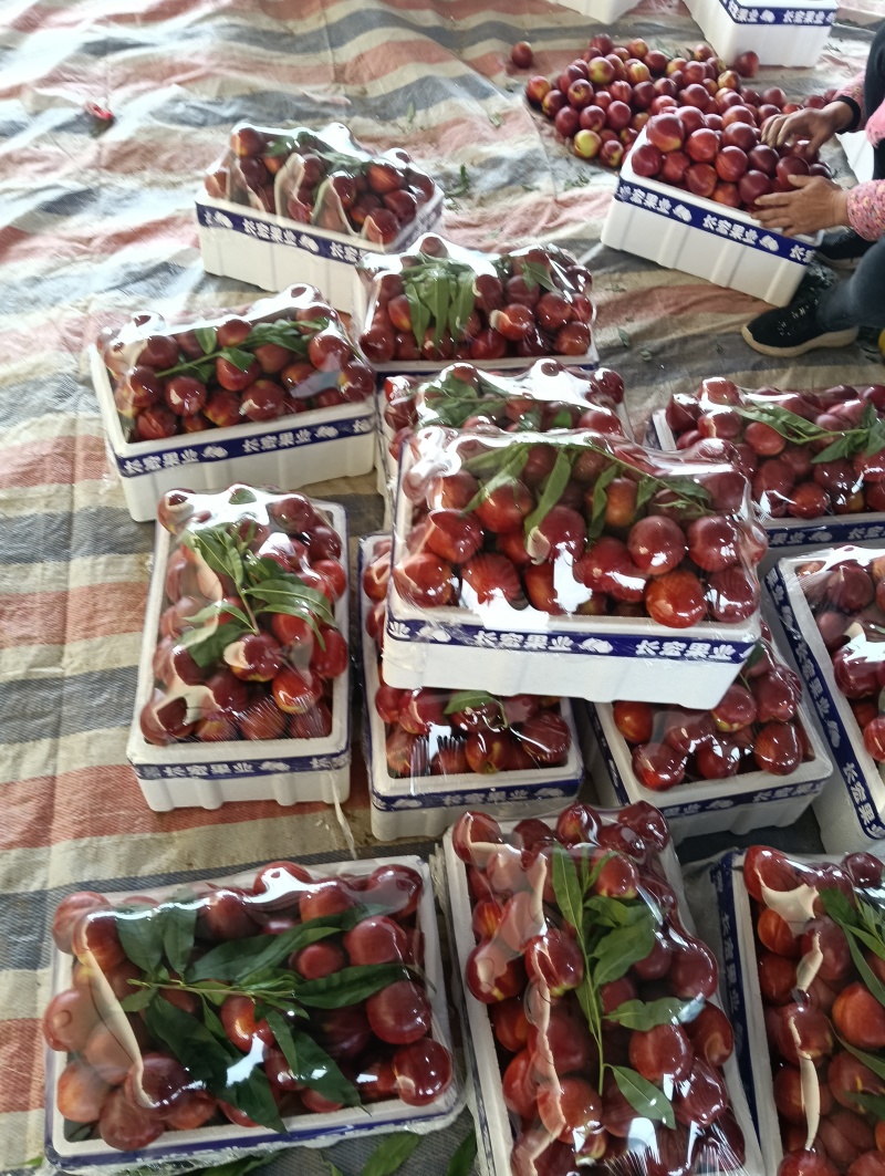 新鲜油桃大量上市中，136.鲁油8号4号口感脆甜