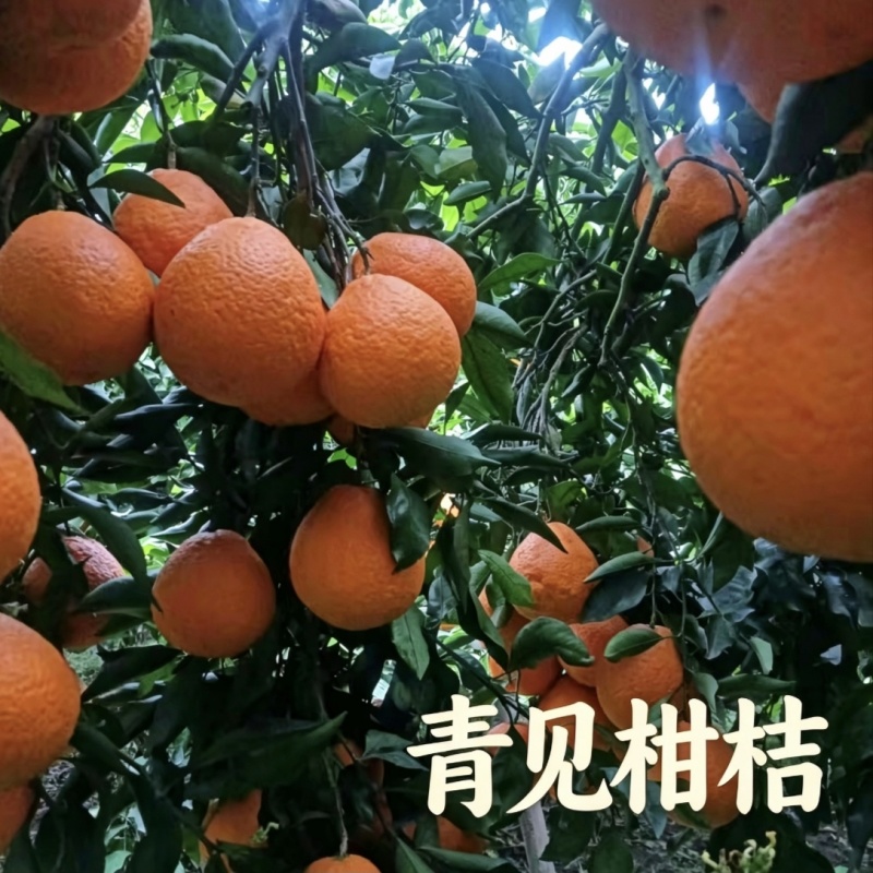 四川仁寿县本地青见柑橘鲜果产地直供批量走货青见柑桔