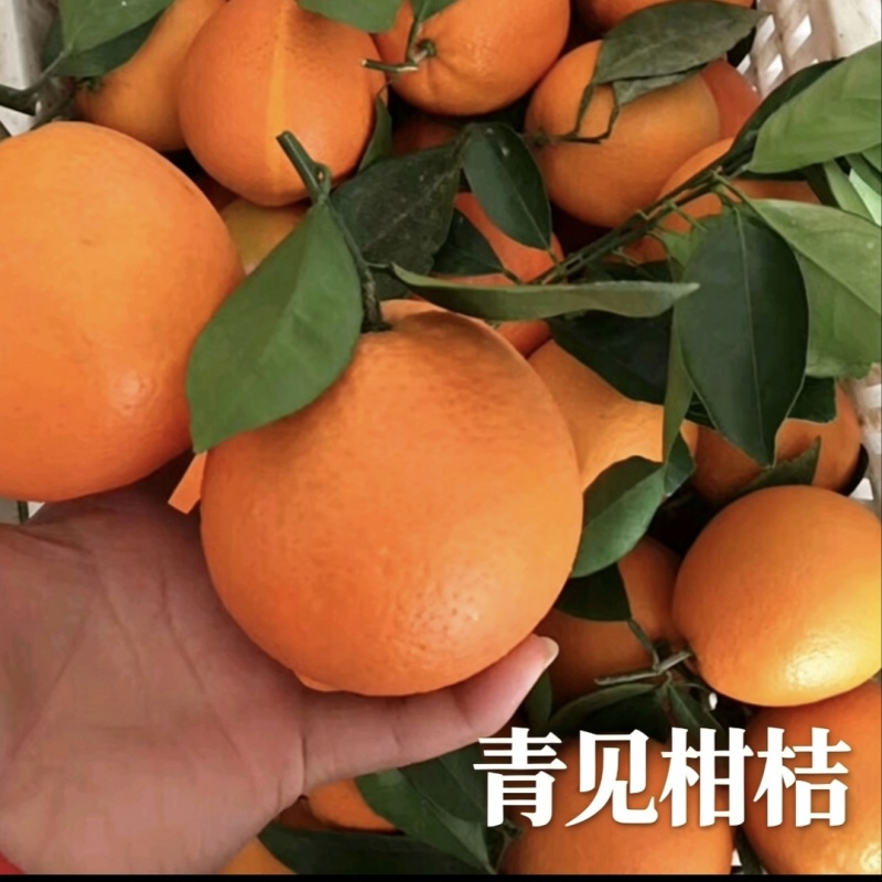 四川仁寿县本地青见柑橘鲜果产地直供批量走货青见柑桔