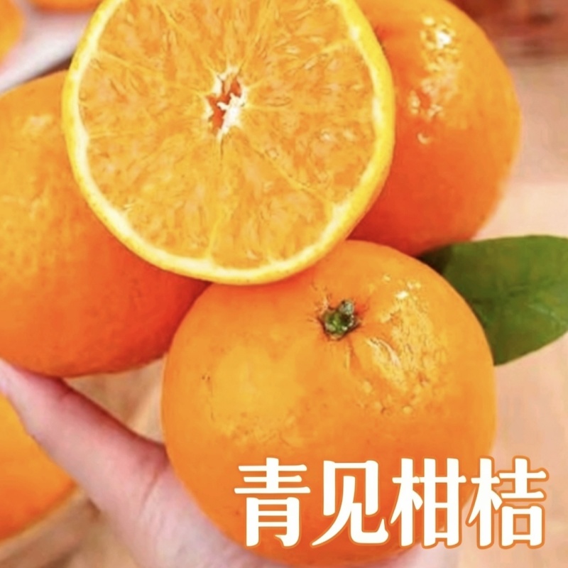 四川仁寿县本地青见柑橘鲜果产地直供批量走货青见柑桔