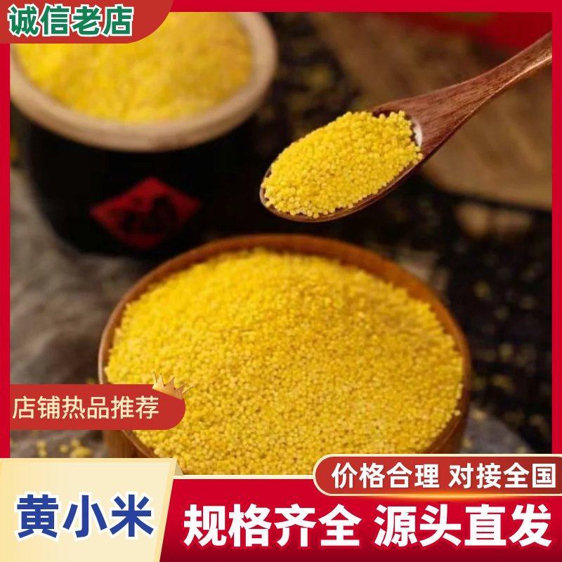 金苗K1黄小米，遍向全国招商，厂家直销质量一级视频看货