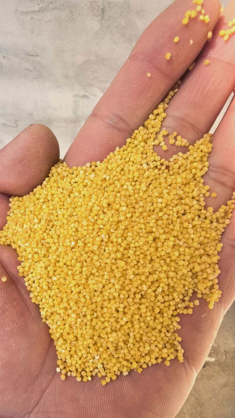金苗K1黄小米，遍向全国招商，厂家直销质量一级视频看货