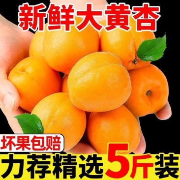 陕西新鲜应季大黄杏支持全网一件代发，欢迎各大平台对接合作