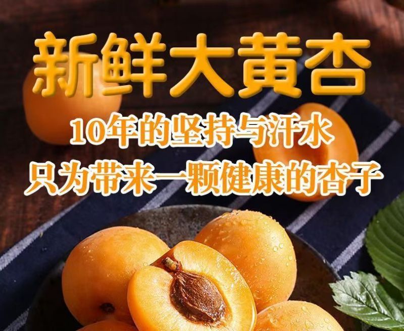 陕西新鲜应季大黄杏支持全网一件代发，欢迎各大平台对接合作