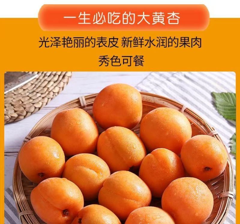 陕西新鲜应季大黄杏支持全网一件代发，欢迎各大平台对接合作